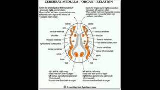 LA CURA DEL CANCER quotLA NUEVA MEDICINA GERMANICAquot 1 PARTE [upl. by Ddat]