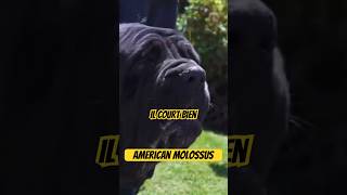 L’american molossus 2000 ans apres le retour dog chien viral shorts trending k9 video [upl. by Osnofledi]