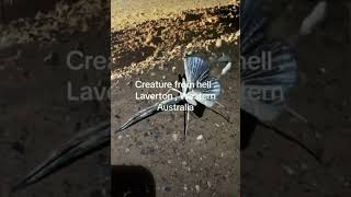 The creature from the hell  Laverton Australia [upl. by Brendis762]