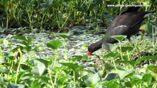 Common Moorhen Gallinula chloropus [upl. by Elleirol]