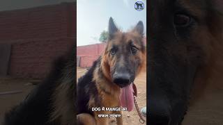 Best treatment of Mange in Dogs  Demodicosis treatment in dogs youtubeshorts pets doglover [upl. by Noirad]