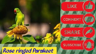 Rose ringed Parakeet happiness birds parrot [upl. by Halyhs821]