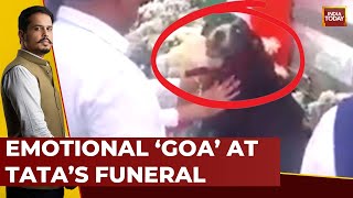 Ratan Tata Funeral Ratan Tatas Beloved Dog Goa Mourns His Masters Passing  India Today [upl. by Ruzich997]