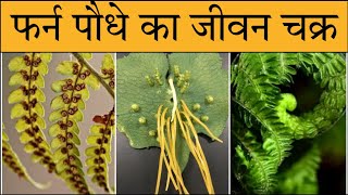 life cycle of fern in Hindi Nephrolepies life cycle  फर्न जीवन चक्रfern reproduction in hindi [upl. by Oiludbo]