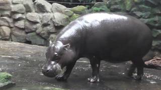 JADERPARK Tier und Freizeitpark  ZwergFlusspferd  Geparden  Löwen Giraffen [upl. by Wallinga]