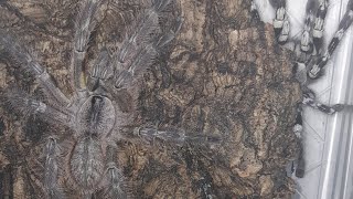 Poecilotheria regalis First Pairing [upl. by Lennahc]