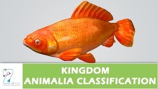 Kingdom Animalia Classification [upl. by Shel287]