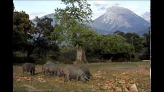 The Spanish Iberian Pig and the ecology [upl. by Enyrehtak]