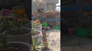 Terrace garden transformation 🪴 terracegarden gardening plants shorts [upl. by Adah]