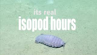 REAL ISOPOD HOURS [upl. by Sigismond]