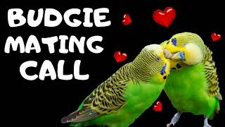 Budgie Mating Call [upl. by Mathur]