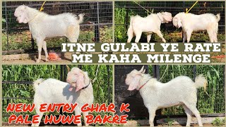 GULABI GANG AGWAN GOAT FARM SUPERB COLLECTION ISSE SASTA OR KAHA BHIWANDI PADGA msqvlogs5186 [upl. by Itnuahsa]