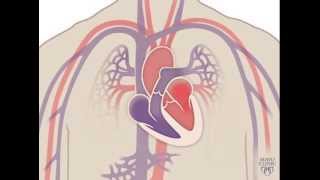 The Heart and Circulatory System  How They Work [upl. by Rafa]