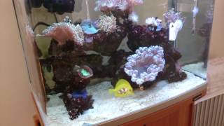 all about salinitysalt level in a reef aquarium What to do about it [upl. by Mikkanen]