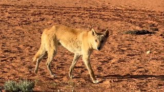 Safari to Birdsville Races 2024 Purni BoreErabena 1 Oil Well… South Australia [upl. by Aramot]