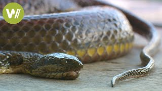 Schlangen in Kambodscha ein billiges Futter für die Krokodile [upl. by Cammy208]