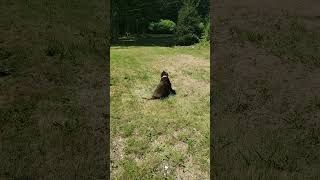 dogsofyoutube daytime dogdayafternoon rolls stanking yard grass pets [upl. by Eiznikam]