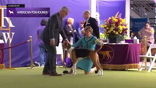 American Foxhounds  Breed Judging 2024 [upl. by Niac943]