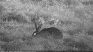 Zając szarak Lepus europaeus [upl. by Agostino]