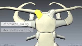 Sternoclavicular Joint  3D Anatomy Tutorial [upl. by Jo Ann]