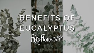 Benefits of Keeping Fresh Cut Eucalyptus In Your Home [upl. by Fitzpatrick730]