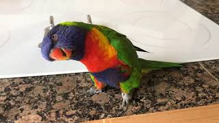 Best talking Rainbow Lorikeet 2 [upl. by Nichole192]