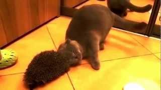 Cat Uses Hedgehog as Brush [upl. by Schaefer]