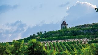 À la découverte des vignobles du Bordelais [upl. by Cataldo]