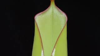 Carnivorous Plant Time Lapse Heliamphora Pitcher Plant Opening [upl. by Luapnoj407]