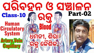 ପରିବହନ ଓ ସଞ୍ଚାଳନ Part 2  Transportation and Circulation in Odia  Blood Vessel  Class 10 Science [upl. by Daly]