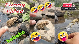 Catching frog funny make you laugh  funny cute animal  funny catc frog for fun [upl. by Nyleimaj861]