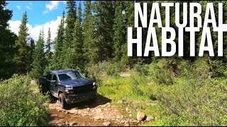 2021 Silverado Trail Boss Demolishes Classic Colorado Trail Follow Cam [upl. by Edana716]