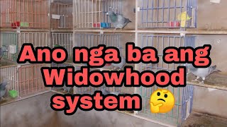 The Widowhood systemipinagbabawal na teknikkalapatips101 kalapatids [upl. by Gratia]