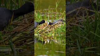 Eurasian Coots Building Nest at Lake shortsfeed shortsvideo shorts shortsviral [upl. by Ekyt344]