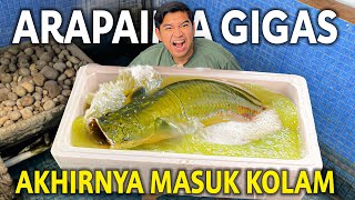 ARAPAIMA GIGAS AKHIRNYA MASUK KOLAM AKU BAKAL JADI IKAN TERBESAR YANG ADA DI RUMAH AKU [upl. by Petromilli769]