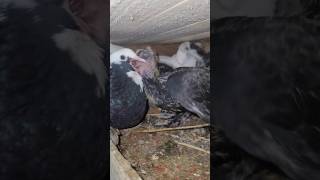 Fancy Pigeons Feeding Their Baby Pigeons 😍 Kabutar Status 🕊 shorts [upl. by Marcella]