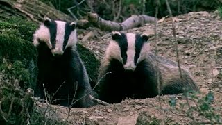 Its a Badger Brawl  Natural World  Badgers  Secrets Of The Sett  BBC Earth [upl. by Nilloc271]