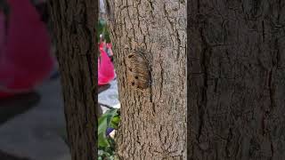 Insects nest on a tree with cicadidae sounds in the background [upl. by Angus]