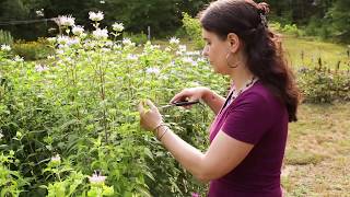 How to Make Bee Balm Tincture [upl. by Dick]