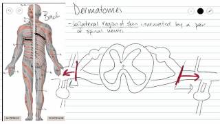 Dermatomes [upl. by Adoh]