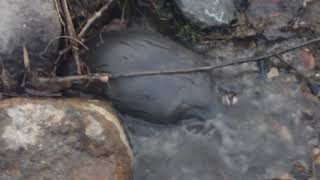 Schnabeltier  Platypus in Hobart Rivulet 19072018 28 [upl. by Meil]