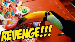 Toucan takes her sweet revenge on Froot Loops [upl. by Damahom]