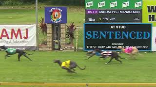 CapalabaSunday10112024Race8 [upl. by Thornton]