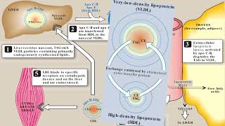 Metabolism of Lipids amp Fatty Acids  2nd Year MBBS  Lecture 11 [upl. by Allehs]