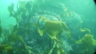 Underwater Video of the German WW1 Destroyer V81 [upl. by Zadoc]