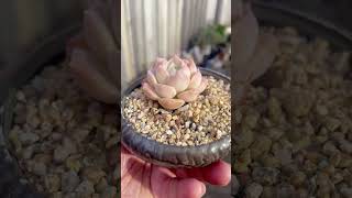 Echeveria Sarang echeveria succulent plants succulentobsession succulentvarieties miniature [upl. by Davidde65]