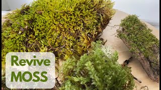 How to Revive Dried Moss Regrow Moss [upl. by Alden758]