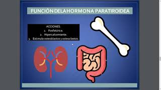 Fisiología  METABOLISMO DE LA VITAMINA D Efectos en el Organismo Dosis RECOMENDABLE [upl. by Catto589]