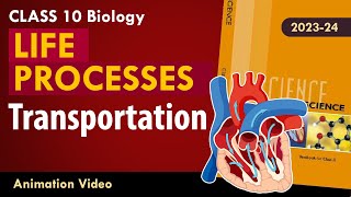 Life process class 10 Animated video  10th BIOLOGY  ncert science  Chapter 7 transportation [upl. by Kaitlyn]