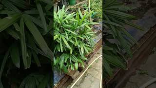 Rhapis excelsa also known as lady palm is a species of fan palm Family Arecaceae [upl. by Ahael]